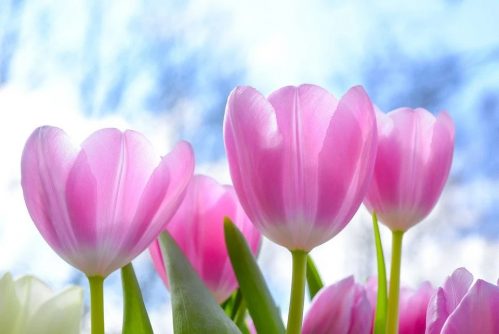 Tulp Hypotheken lanceert nieuwbouwhypotheek